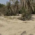 نخل للبيع