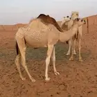 بكره تسع شهور