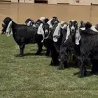جذعات عوارض خصم من مراح معروف