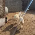 شاة دافع كفو و تحتها رخل كبيره ذبيحه