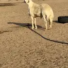 جذع صنف الصنف جدة مربك