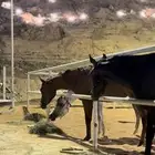 مربط ال عنان -رفاهية الخيل تبدأ من هنا خصم 20