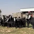 متابيع عوارض طيبه