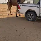 خلفه كفووو معها قعود كفو