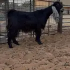 ثلاث جفرات عوارض وعنز جرم صنف ومعرفات