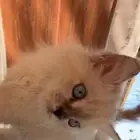 قطه والعمر 3 شهور ويوم