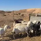 حريات بفحلهم للبيع