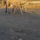 عشرا حدرها بكره