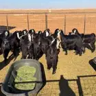 ذبايح ارصاد الشمال