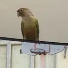 ببغاء كنيور للبيع