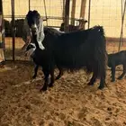 عنز عارضيه طيبه متاومه