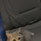 قطوه للبيع عمرها3 شهور