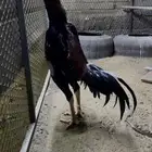 ديك برازيلي