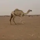 ضروبه وضحا ثنو