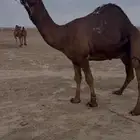 بعير ساحلي ادهم (تم البيع)