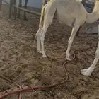 حاشي لباني