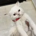 قط صغير شيرازي