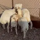 للبيع ذبايح العدد 4