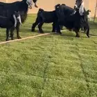 متابيع عوارض خصم