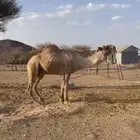 بعير للبيع
