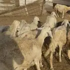 17 ضان حريات مراح واحد طيبه بالحيل دفيع ع 520 (( تم البيع ))