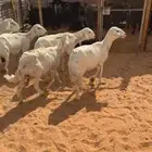 للبيع 5 حريات بالفحل مشروط من تامات شبب تم البيع