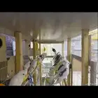 ازواج للبيع