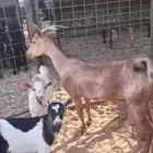 عنز سدس تحتها جفرتين