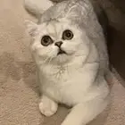 قطة سكوتش للتبني