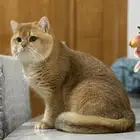 قط برتش لتزاوج