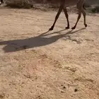 بكرة صفرا طيبه