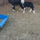 نجديه رغوث