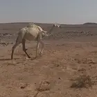 بكار مفاريد