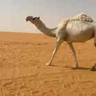 ابل