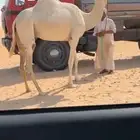 هجن