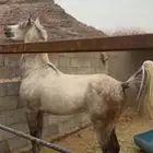 حصان شعبي