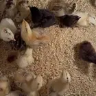 للبيع صوص بلدي