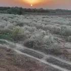 ارض زراعية للبيع في جازان