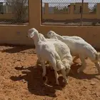 خمسة خرفان جبره