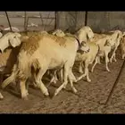 سلام عليكم ورحمة الله وبركاته