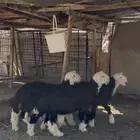 خرفان نجد فاخره ضحايا