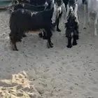 معزة عوارض