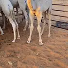 قعود فحل