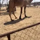 للبيع بعير اصفر