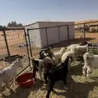 للبيع معزاء وتيوس