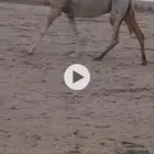 للبيع لقحة حكومية فوق البداوة شبب مضربة على فحل كفو