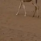 للبيع بكره قصب عمرها خمس شهور