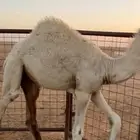 حاشي قصب