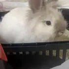 ارنب انقورا اليف