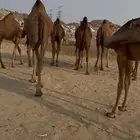 بكار سواحل 8 السعر 5800 للوحده